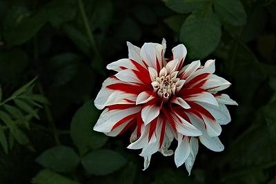Red and White Fubuki