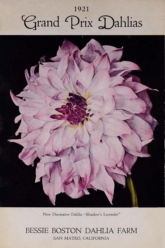 Shudow's lavender