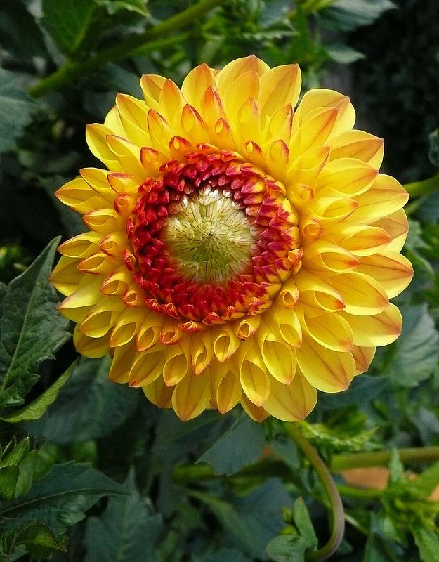 Sunny Boy