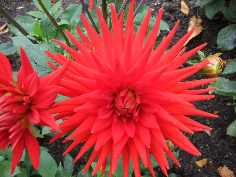 Scarlet Star
