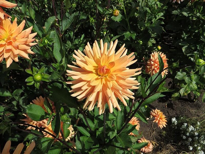 Tropic Sun