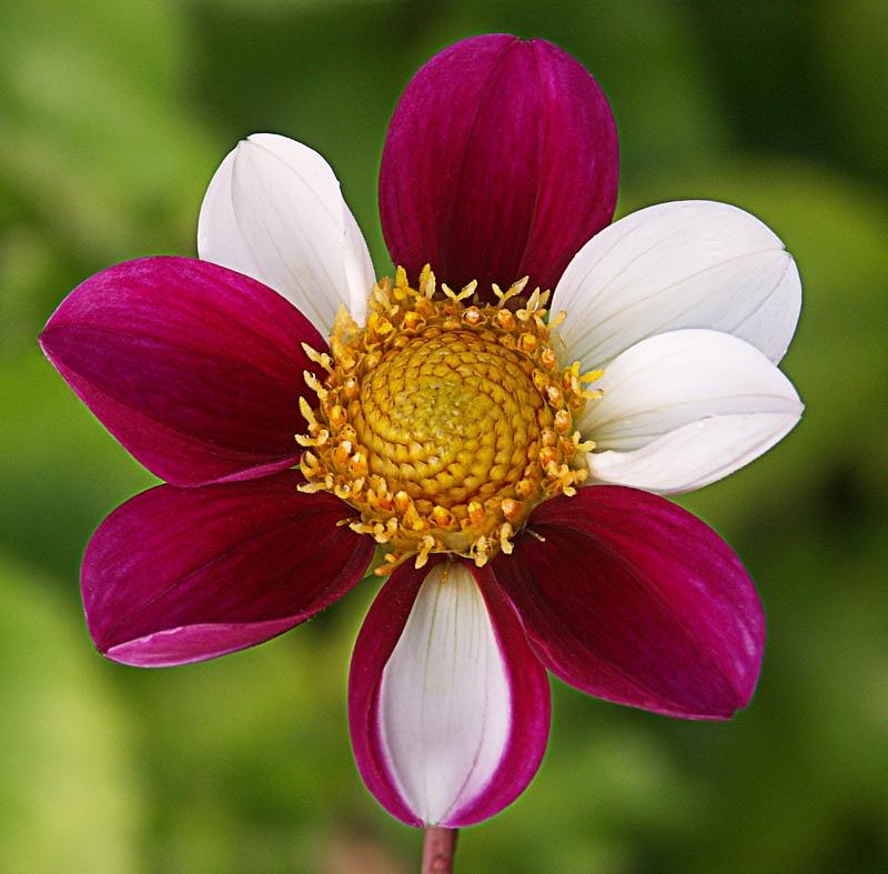 Twyning's Smartie