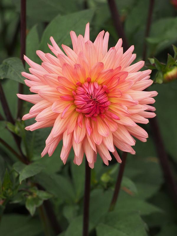 Wanda's Aurora