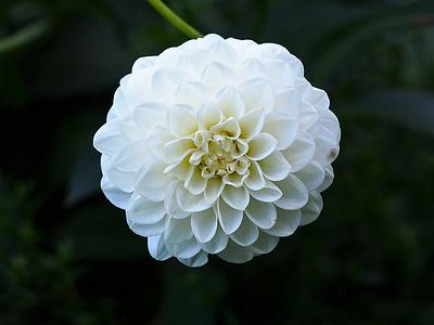 White Aster
