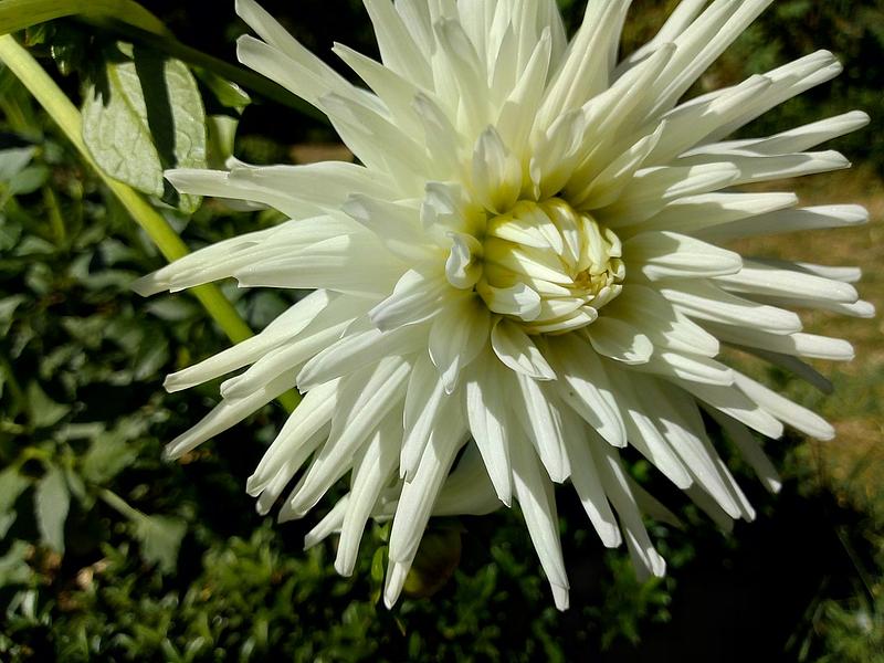 White Star