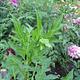 Foto: AfroBrazilian: Aleksandrs Balodis | CC BY-SA 4.0 | Bron: Wikimedia Commons