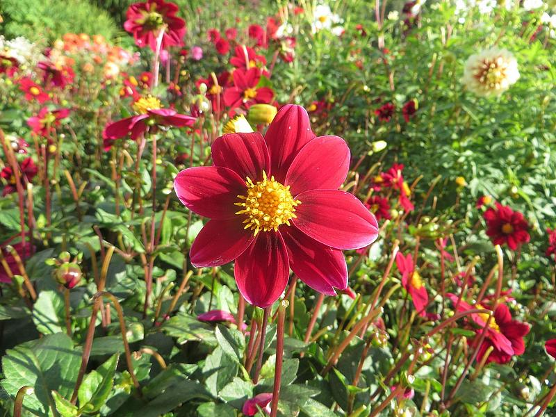 Topmix Red