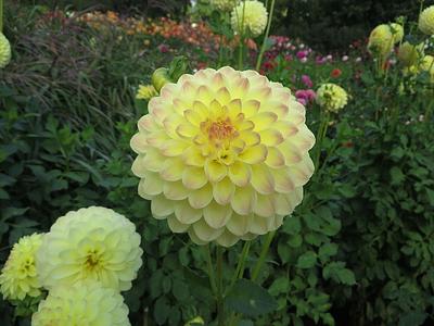 Woodside Finale
