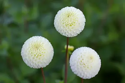 Pompon-dahlia's