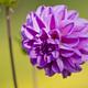 Foto: Alfred Richard Stübling [1] Ritchie66.eu | CC BY-SA 3.0 | Bron: Wikimedia Commons