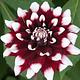 Foto: Original uploader was Mark Twyning, Marktee1 at en.wikipedia | CC BY-SA 3.0 | Bron: Wikimedia Commons