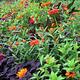 Foto: cultivar413 | CC BY 2.0 | Bron: Wikimedia Commons